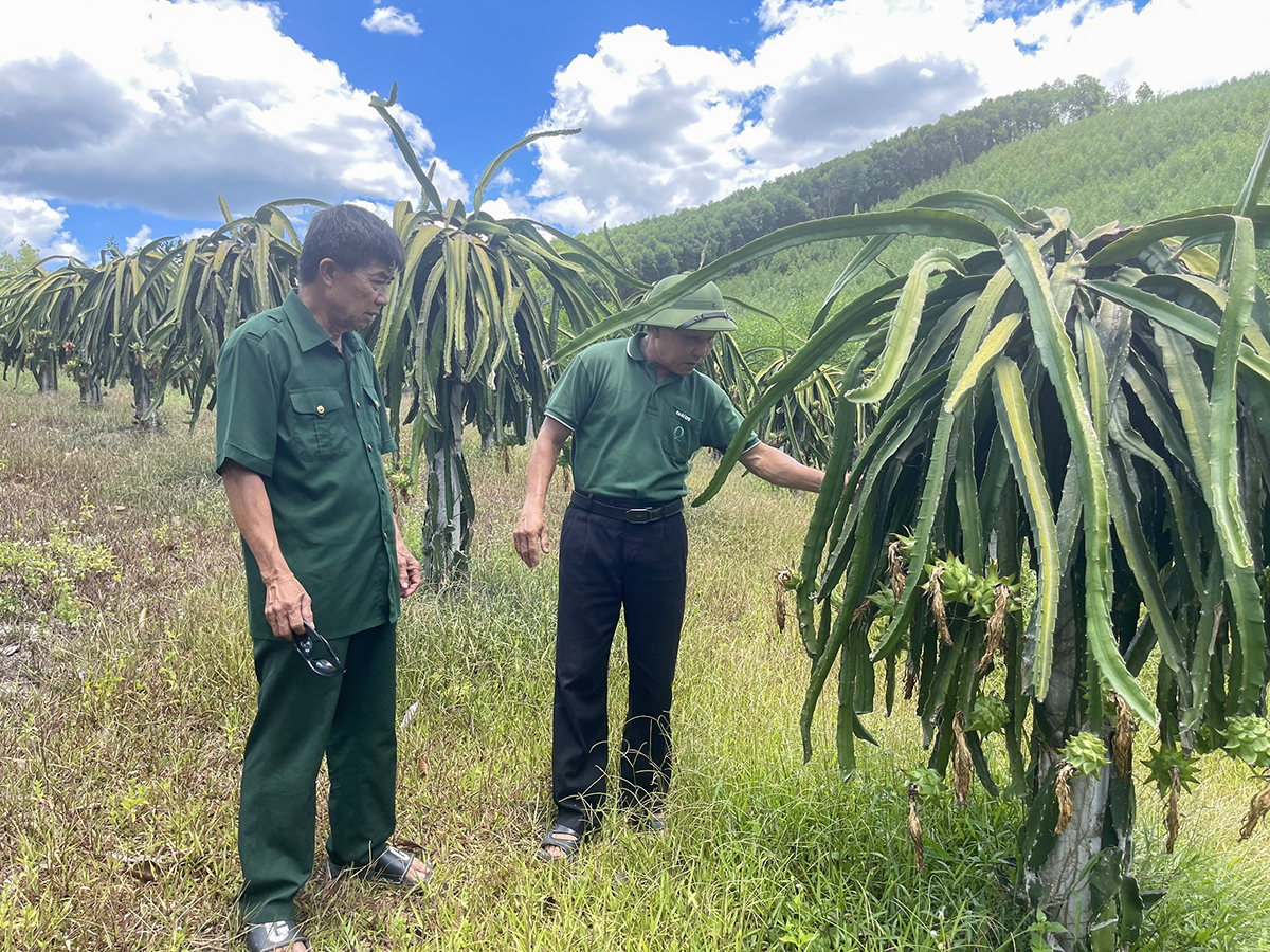 Ông Hùng (bên trái) thăm một mô hình vườn mẫu tại thôn Sơn Thịnh.