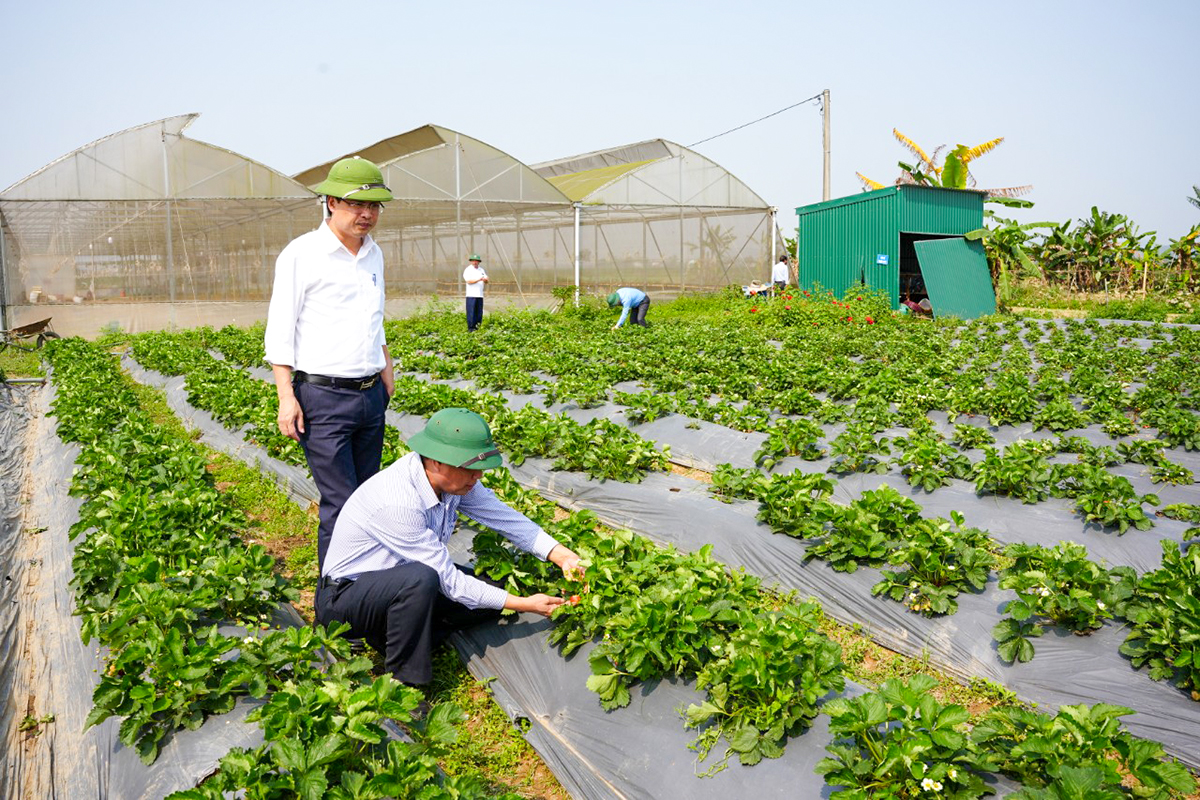 Mô hình trồng dâu tây ở huyện Hưng Nguyên. Ảnh: T.L