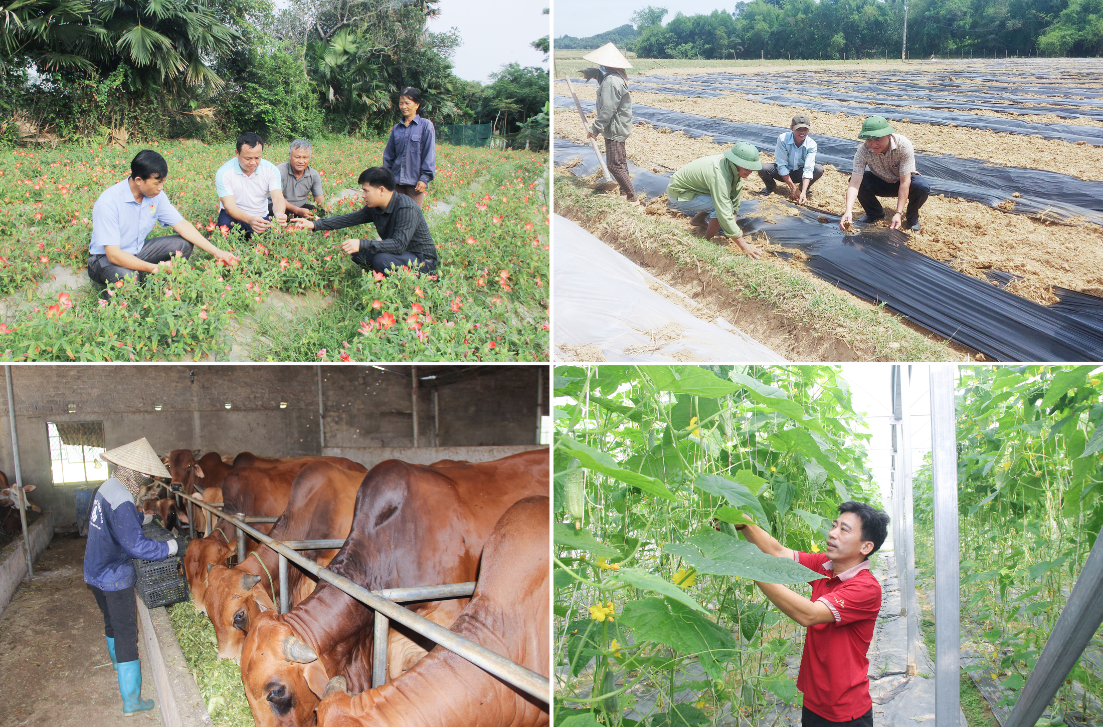 Nhiều mô hình sản xuất nông nghiệp có hiệu quả cao ở các xã Thanh Hà, Thanh Xuân, Thanh Lương và Thanh Lĩnh. Ảnh: Mai Hoa
