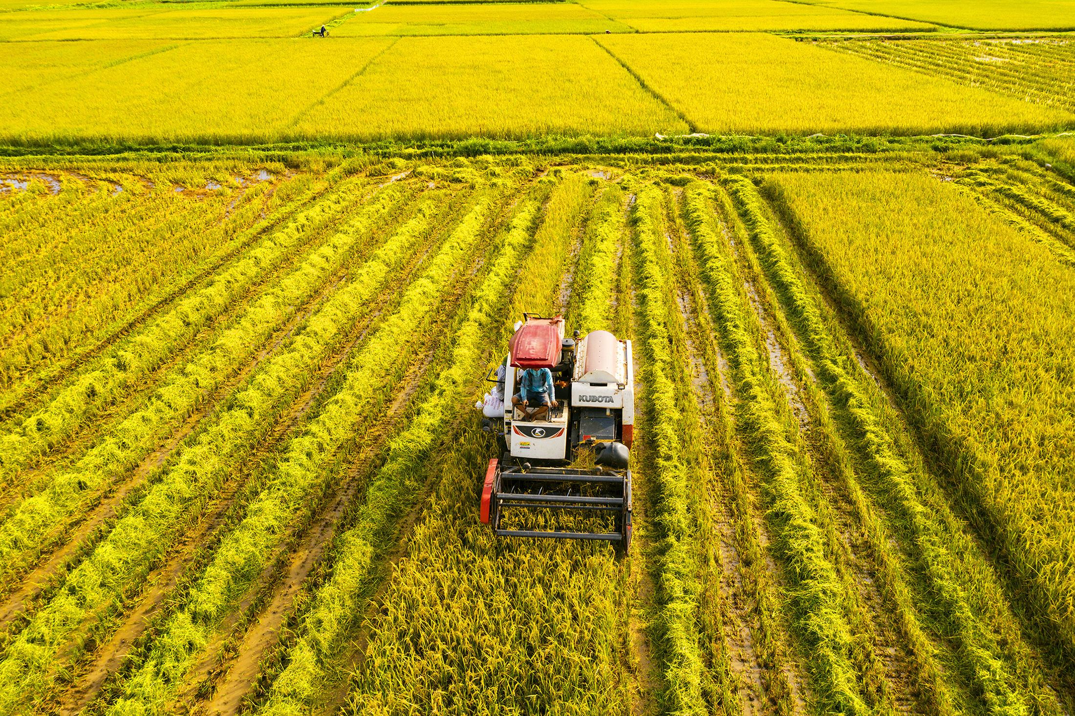 Nông dân Nghệ An thu hoạch lúa bằng cơ giới trên cánh đồng lớn. Ảnh: Nhật Thanh