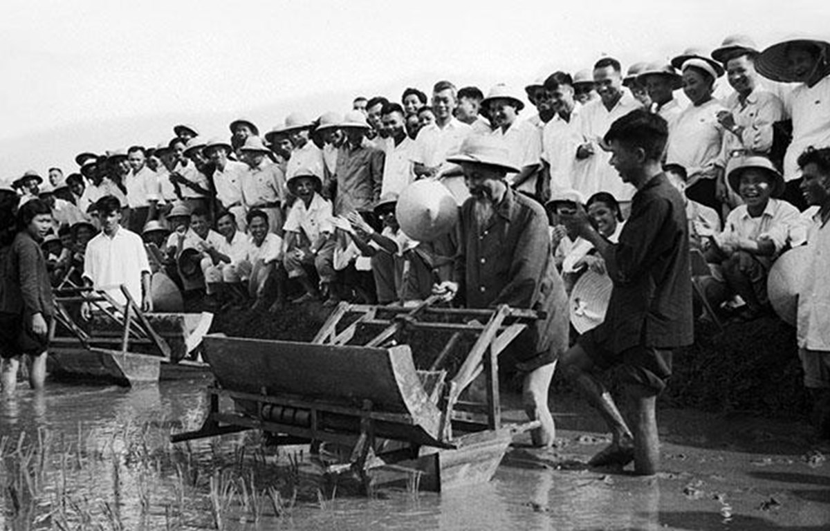 Chủ tịch Hồ Chí Minh đến thăm Sở Nông Lâm Hà Nội và sử dụng thử chiếc máy cấy tại ruộng thí nghiệm của Sở (7/1960). Ảnh tư liệu: TTXVN