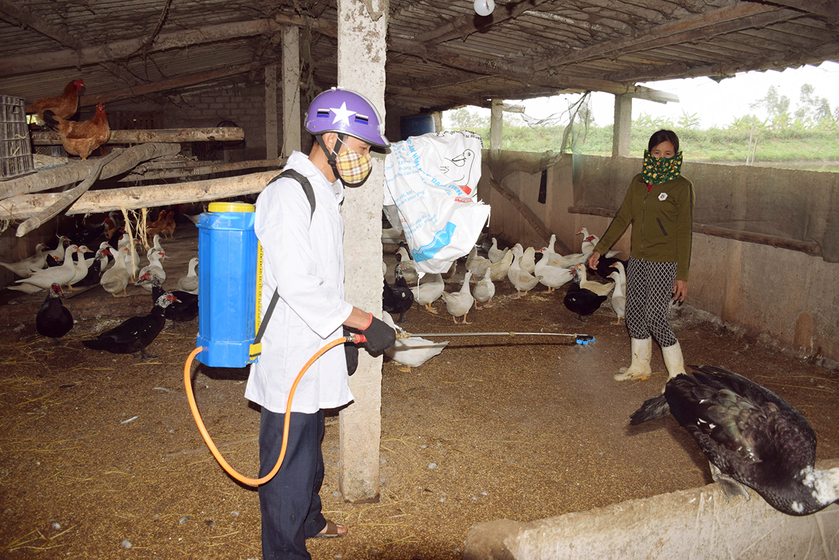Ngoài tiêm phòng, hàng năm người chăn nuôi cần phun hóa chất khử trùng để phòng dịch cúm gia cầm. Ảnh: Xuân Hoàng