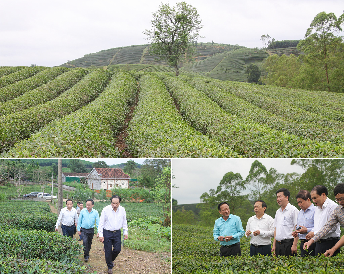 Lãnh đạo Hội Nông dân tỉnh thăm mô hình trồng chè ở xã Hùng Sơn (Anh Sơn). Ảnh: TL