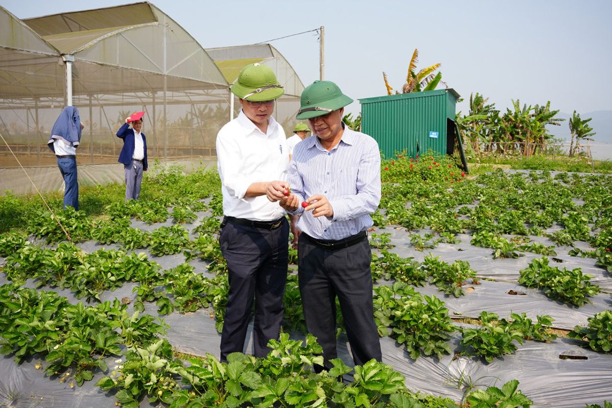 Mô hình dâu Tây sản xuất nông nghiệp công nghệ cao ở Hưng Nguyên. Ảnh: Thanh Lê