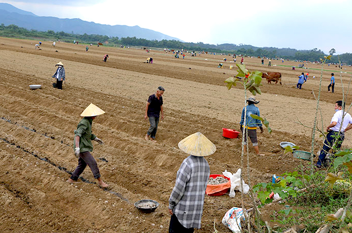 Nông dân trồng khoai tây ở xã Thuận Sơn (Đô Lương) năm 2022. Ảnh: CSCC