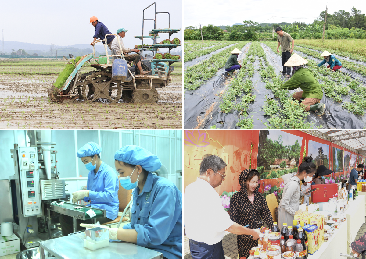 Liên kết chuỗi sản xuất nông sản đã và đang thực sự mang lại nhiều lợi ích cho doanh nghiệp và người nông dân. Ảnh minh họa: Xuân Hoàng - Phú Hương - Nguyễn Hải