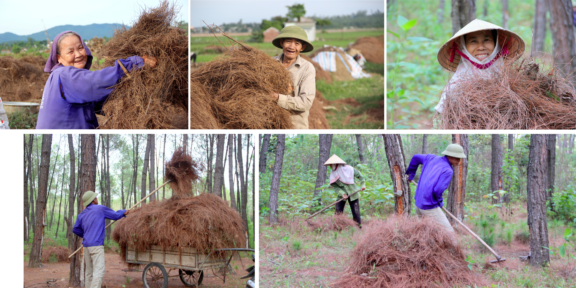 Người dân huyện Nghi Lộc thu gom lá thông Ảnh: Quang An