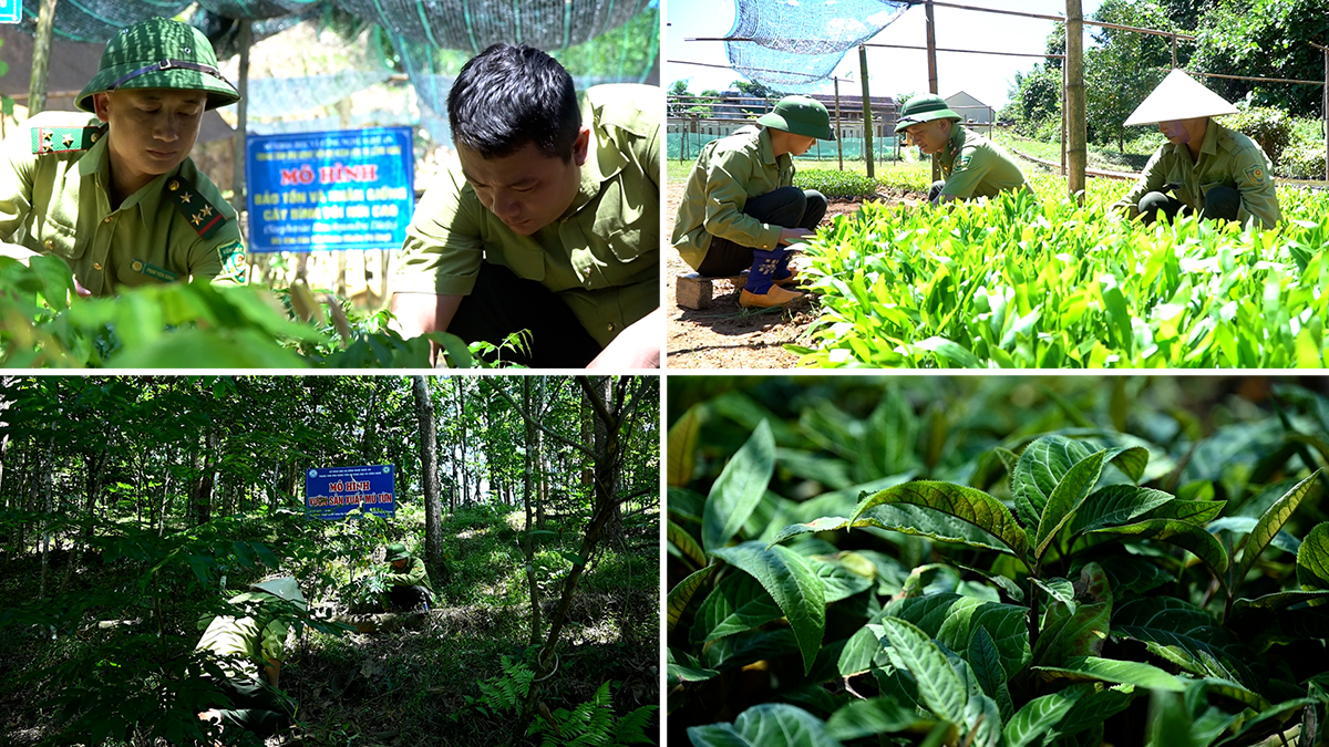 Hoạt động ươm cây giống, phát triển rừng tại Ban quản lý Khu BTTN Pù Hoạt.