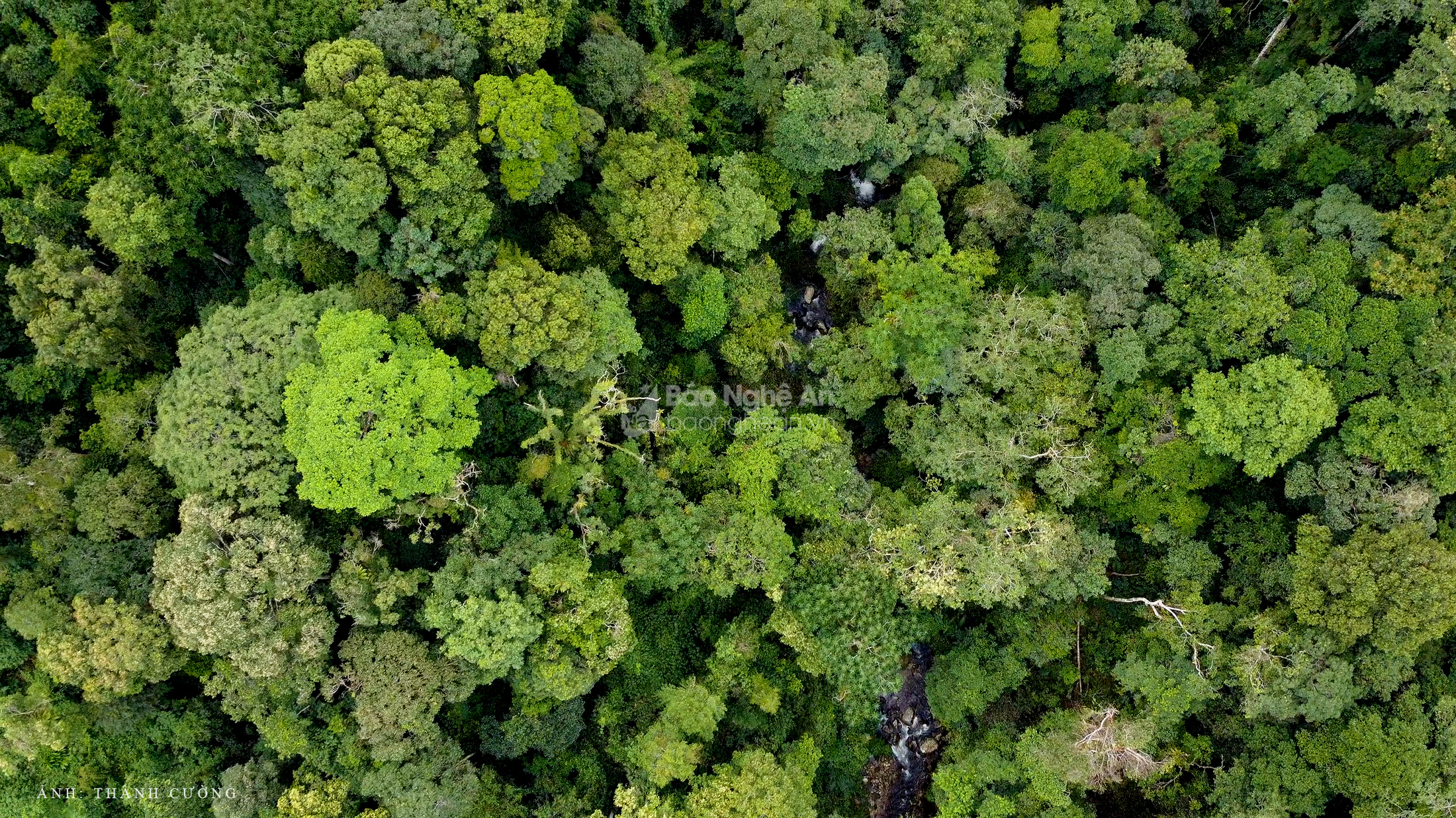 Một vùng rừng thuộc Khu Bảo tồn thiên nhiên Pù Hoạt.