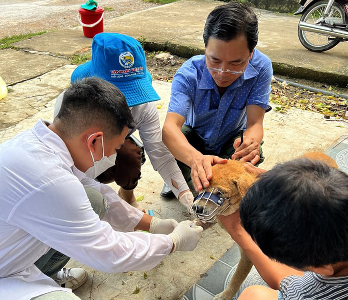 Nhờ sự tham mưu hiệu quả của Chi cục Chăn nuôi và Thú y, công tác quản lý bệnh dại trên địa bàn Nghệ An đã có nhiều chuyển biến tích cực. Ảnh: CSCC