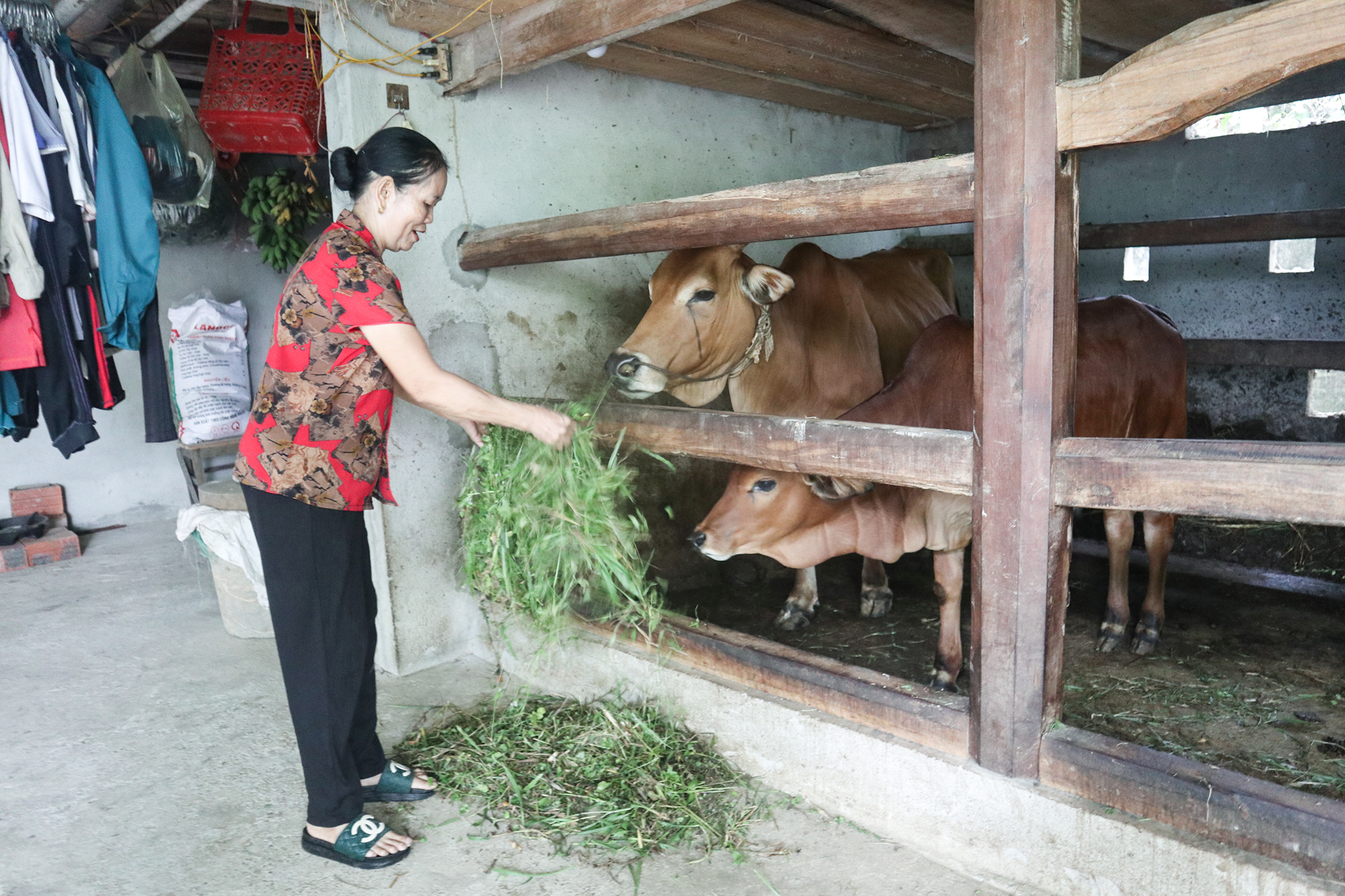 Chăn nuôi 2 con bò, hàng chục con lợn, bà Hoàng Thị Mão (Phong Thịnh, Thanh Chương) xây dựng hầm biogas để hạn chế ô nhiễm môi trường. Ảnh: Thanh Phúc