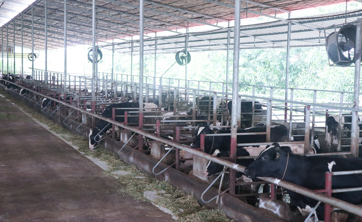Chăn nuôi bò sữa, tận dụng phân bò làm giun quế. Ảnh: Thanh Phúc