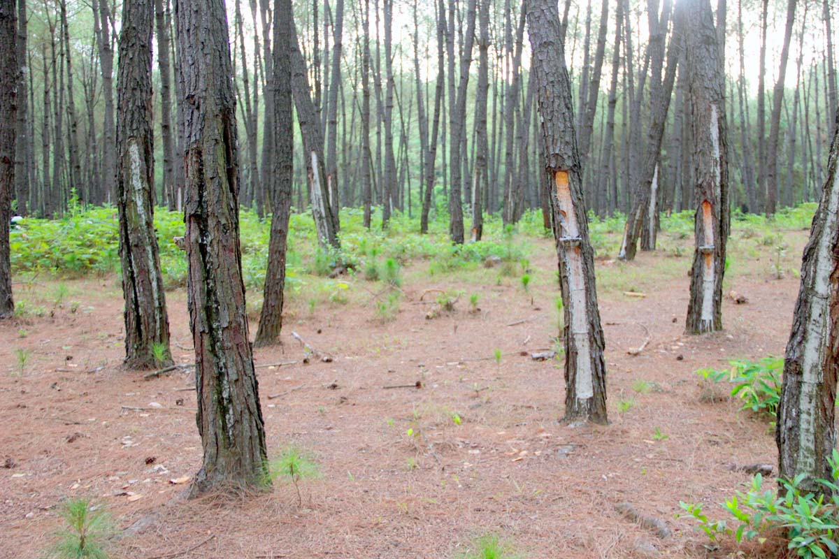 Các cánh rừng thông tại huyện Nghi Lộc được dân trồng hành thu dọn sạch lá thông giảm thiểu nguy cơ cháy rừng. Ảnh: Q.A