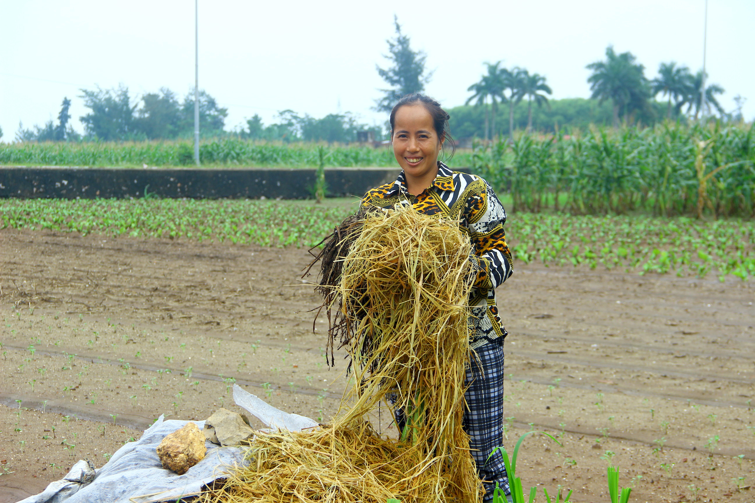 Người dân xã Diễn Thành (Diễn Châu) sử dụng rơm để làm phụ phẩm nông nghiệp bón cho rau. Ảnh: Q.A