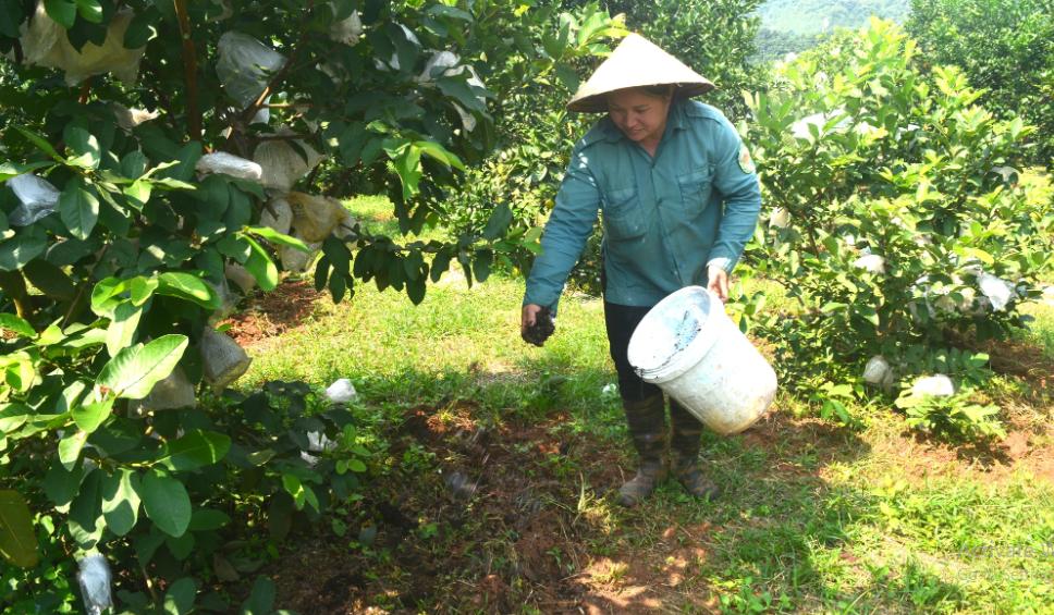 Nông dân xã Tân Phú (Tân Kỳ) sử dụng phân hữu cơ bón cho cây ăn quả thay thế đạm, lân, ka li. Ảnh: T.P