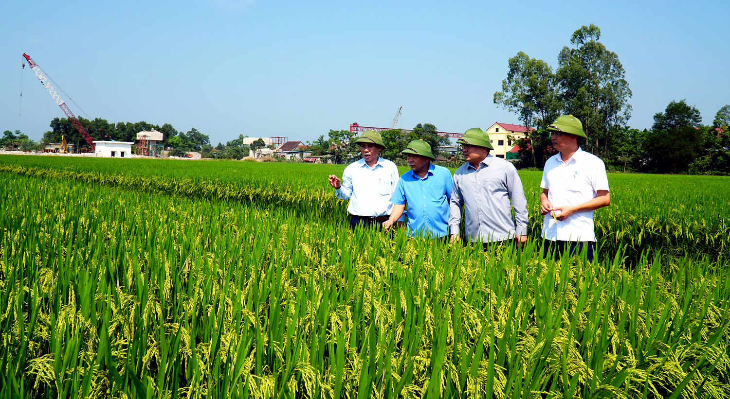 Lãnh đạo tỉnh và Sở Nông nghiệp và PTNT kiểm tra tình hình phát triển lúa hè thu trên địa bàn huyện Hưng Nguyên. Ảnh: Phú Hương