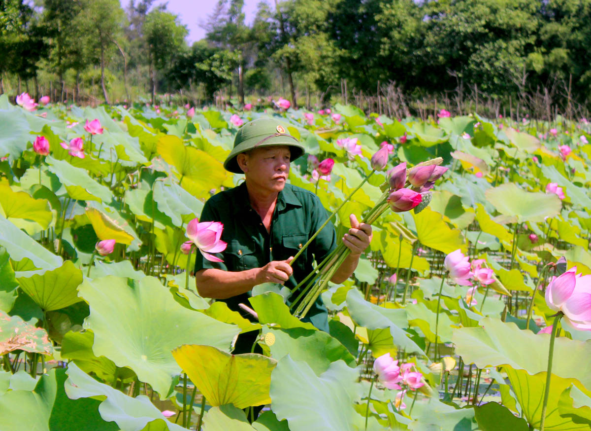 Trồng sen để phục vụ du lịch và cải tạo môi trường. Ảnh: Quang An