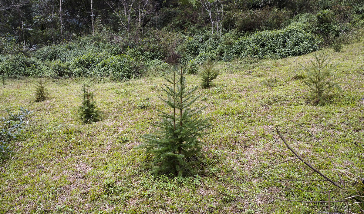 Điểm rừng trồng thay thế ở huyện Kỳ Sơn.