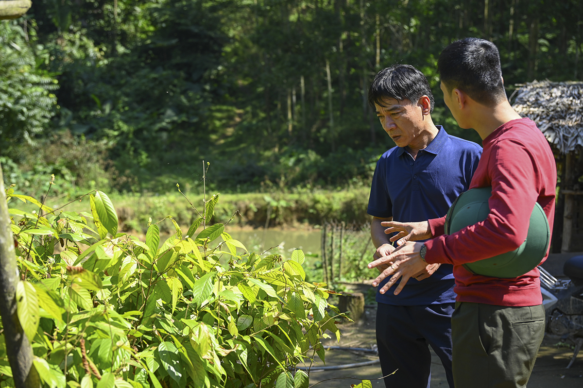 Vườn dưỡng cây giống chò chỉ của Ban Quản lý Khu Bảo tồn thiên nhiên Pù Huống tại thung lũng Piêng Lắc.
