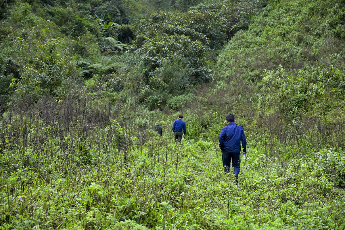 Đường lên điểm trồng rừng thay thế xã Mường Típ của Ban Quản lý rừng phòng hộ Kỳ Sơn.