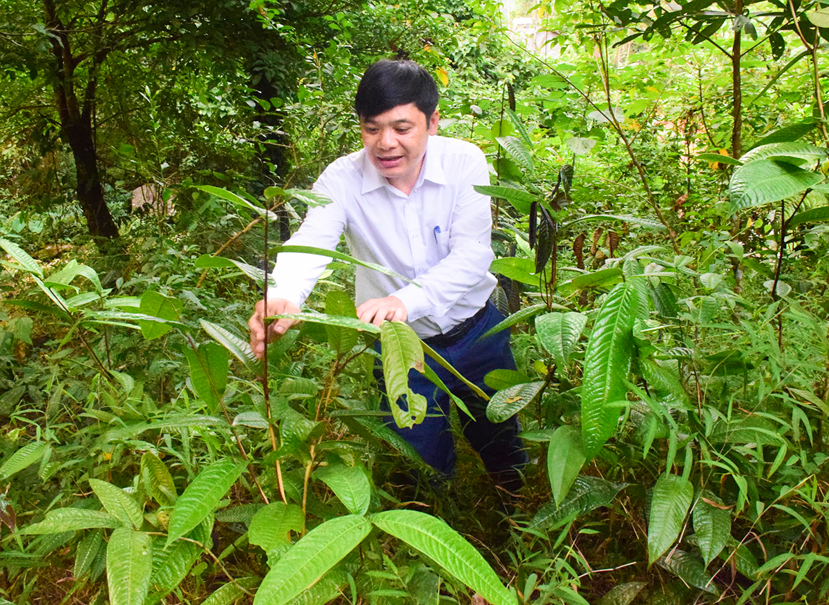 Anh Hà Minh Tuấn ở xã Châu Kim, huyện Quế Phong chăm sóc cây chè hoa vàng dưới tán rừng.  Ảnh: Xuân Hoàng