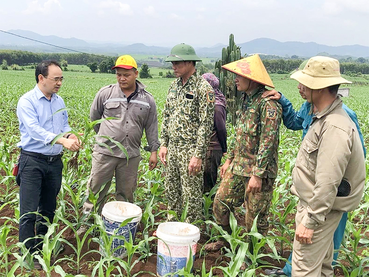 Anh Nguyễn Bá Trường (trái) hướng dẫn các hộ dân kỹ thuật trồng ngô sinh khối làm nguyên liệu cho Tập đoàn TH. Ảnh: Tư liệu