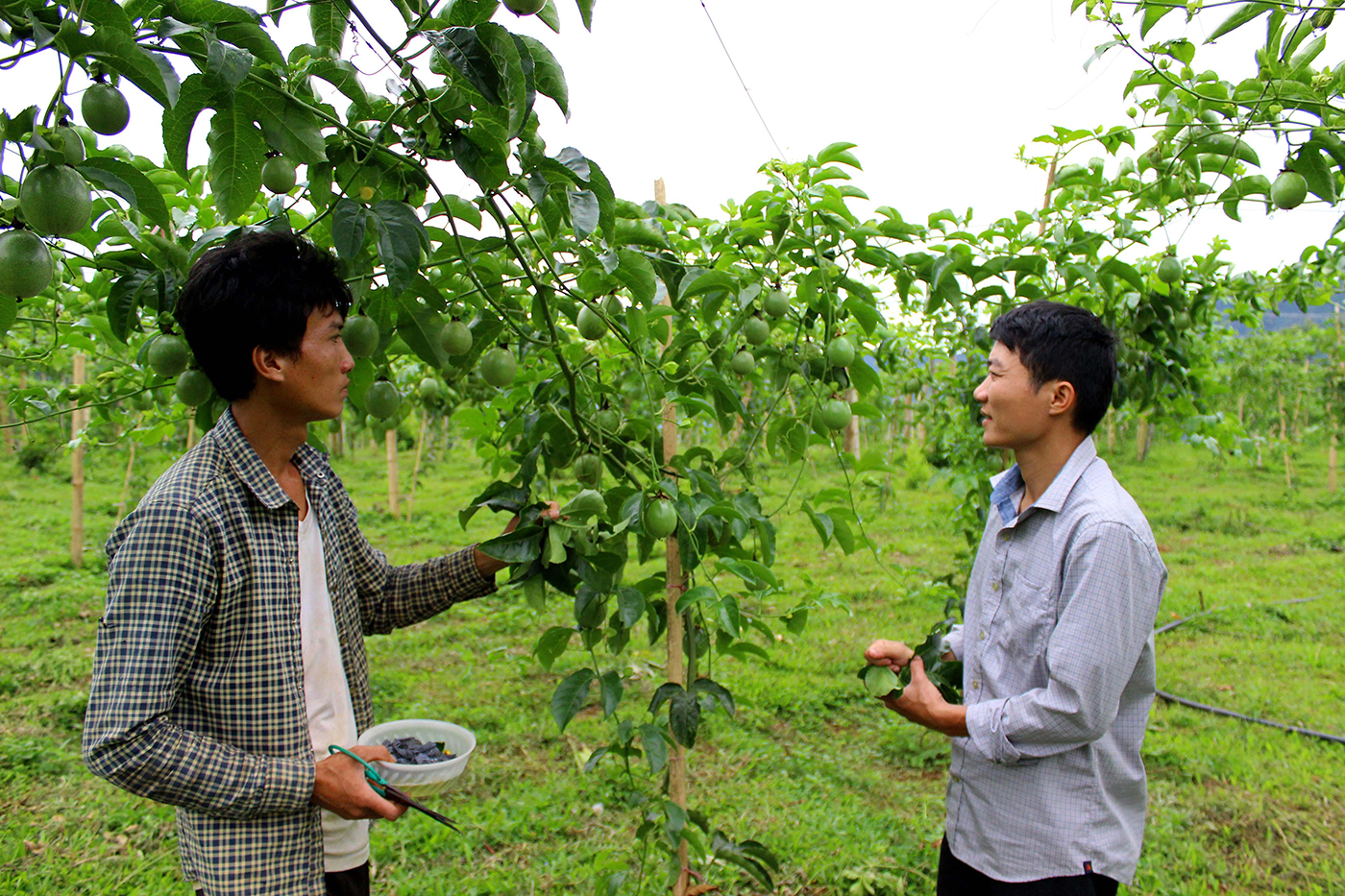 Chanh leo từng là cây trồng mang lại hiệu quả kinh tế cao tại vùng biên Tri Lễ, huyện Quế Phong. Ảnh: Quang An