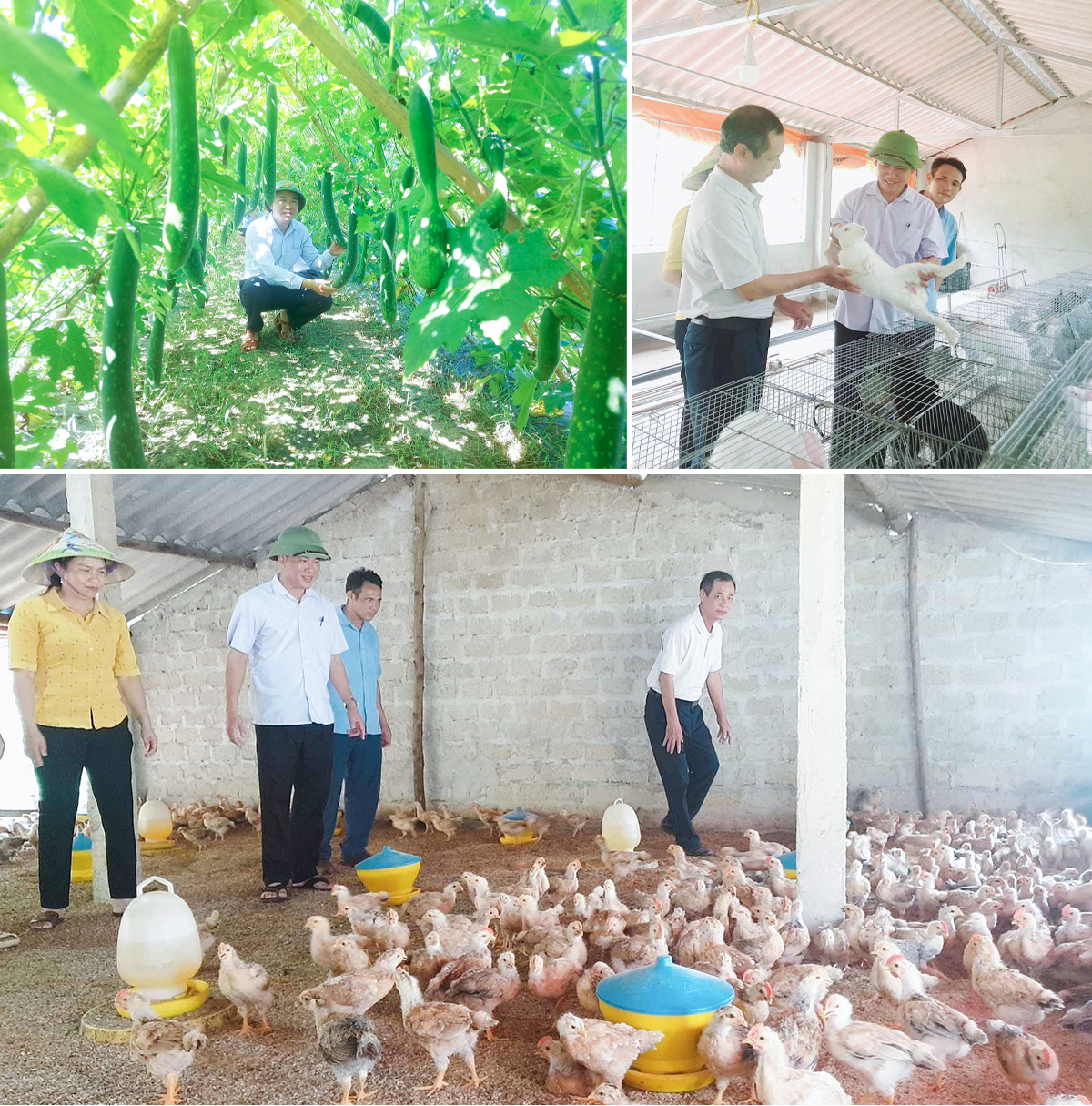 Chuyển đổi, đưa cây bí vào trồng có hiệu quả; Các mô hình nuôi thỏ, gà tại xã Thanh Xuân. Ảnh: M.H