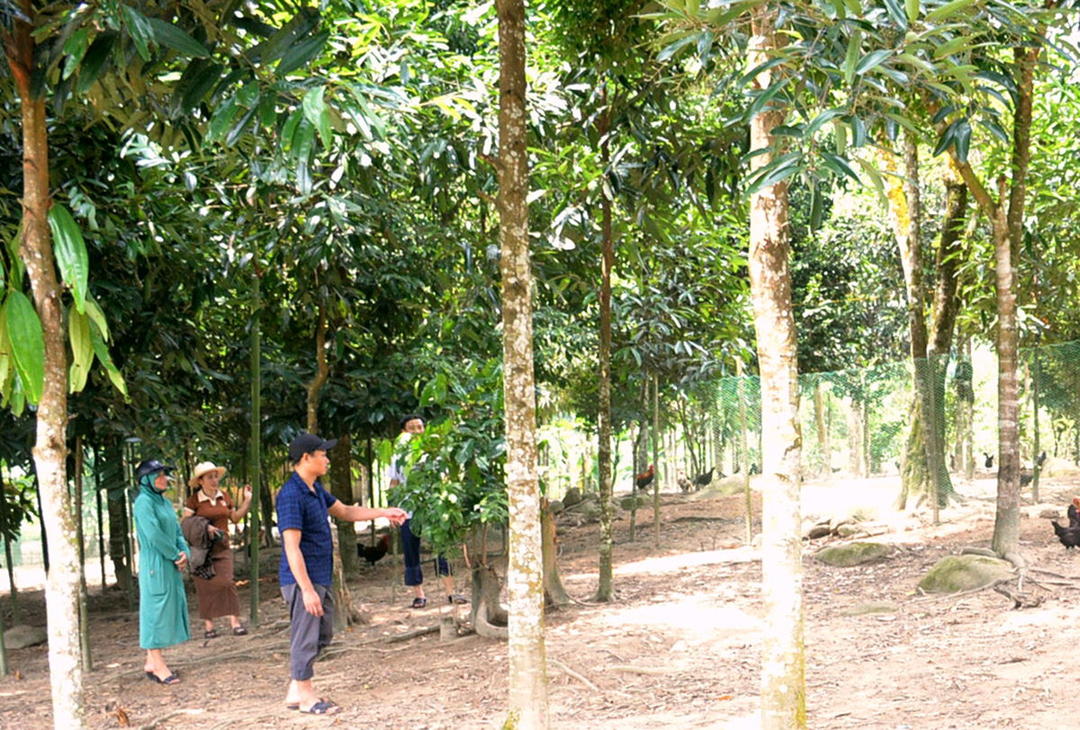 Cây quế Quỳ được huyện Quế Phong chọn là cây trồng có tiềm năng để hỗ trợ người dân trồng trong giai đoạn 2021 - 2025. Ảnh: Xuân Hoàng