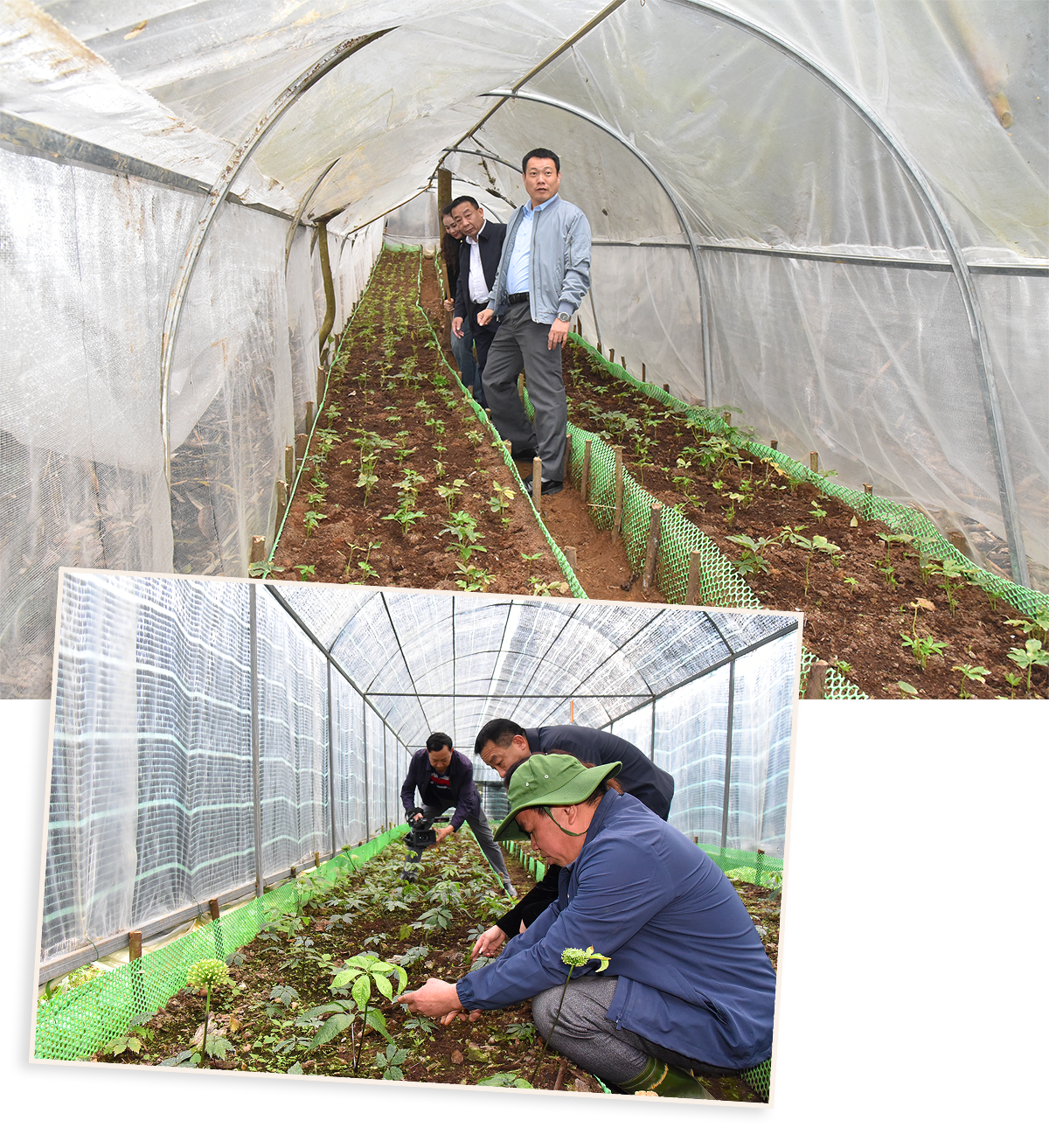 Lãnh đạo UBND tỉnh thăm mô hình trồng sâm của Tập đoàn TH tại xã Na Ngoi (Kỳ Sơn). Ảnh: Hoài Thu