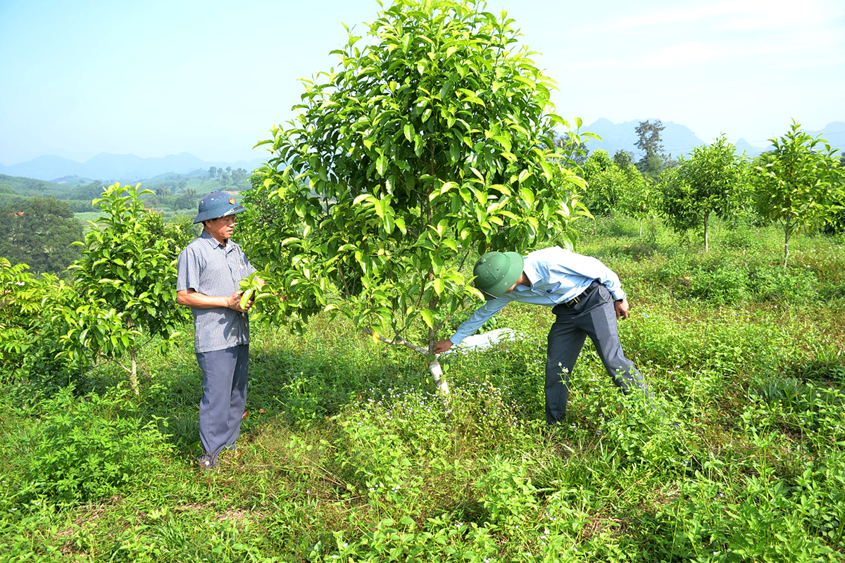 Mô hình trồng cây dổi ở xã Tân An, huyện Tân Kỳ. Ảnh: Xuân Hoàng