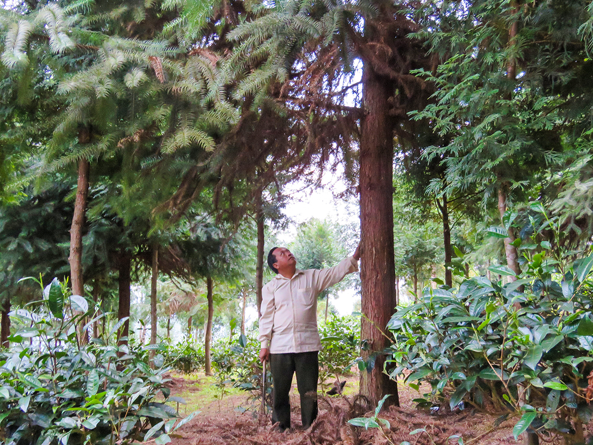 Mô hình trồng rừng của anh Vừ Vả Chống ở bản Trung tâm xã Huồi Tụ (Kỳ Sơn). Ảnh tư liệu: Duy Thành