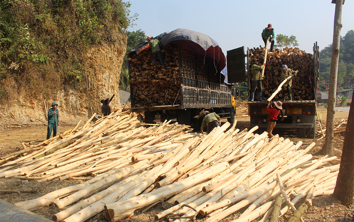 Nhờ phát triển kinh tế rừng nên nhiều hộ dân người đồng bào ở Con Cuông đã thoát nghèo. Ảnh tư liệu: Bá Hậu