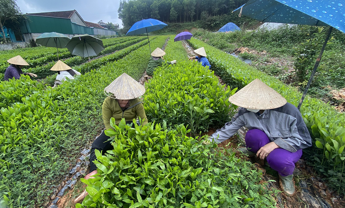 Sản xuất cây giống lâm nghiệp ở xã Tân Hương (Tân Kỳ). Ảnh: Xuân Hoàng