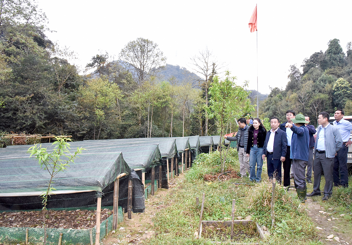 Lãnh đạo tỉnh kiểm tra mô hình trồng sâm và tam thất của Tập đoàn TH tại bản Buộc Mú, xã Na Ngoi (Kỳ Sơn). Ảnh: Hoài Thu