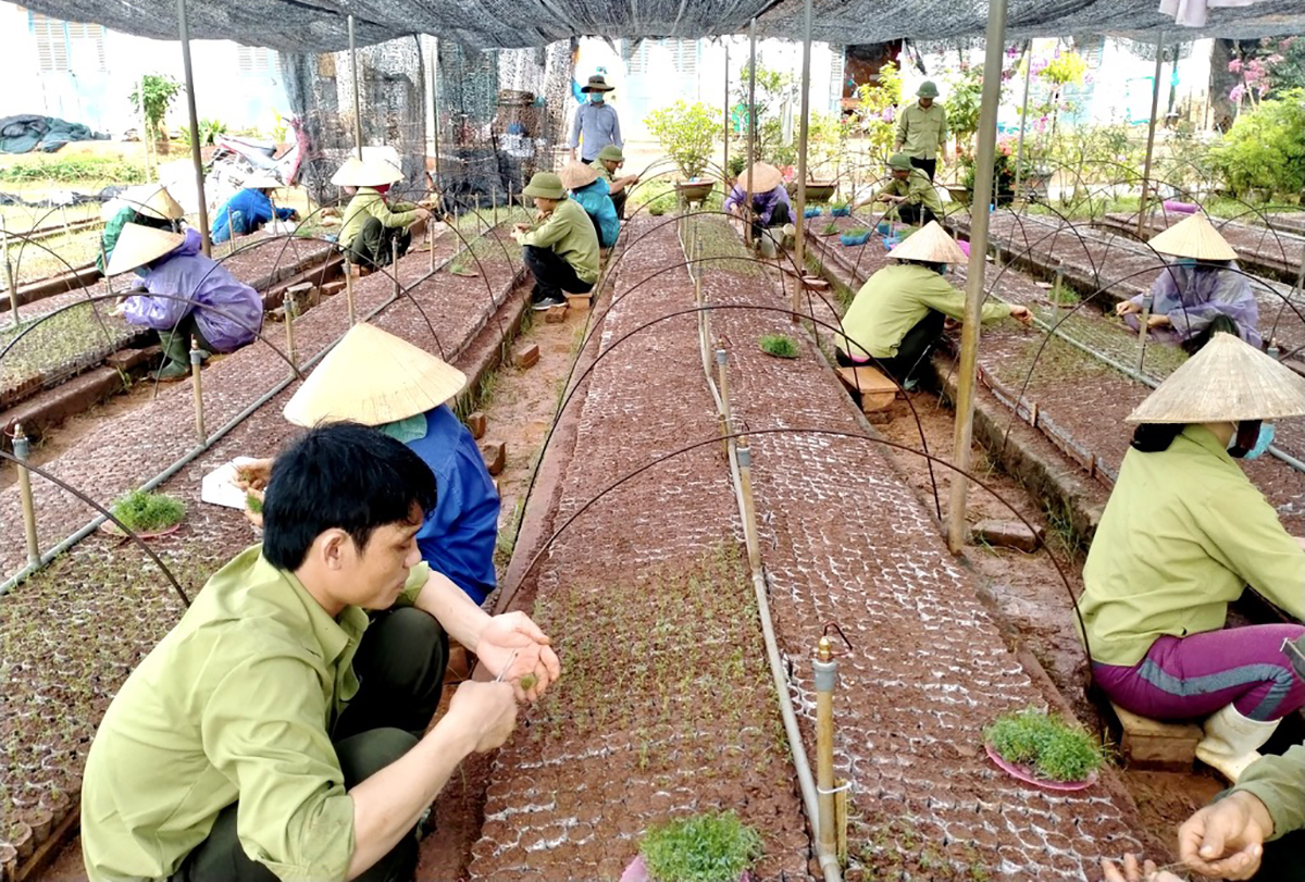 Vườn ươm nuôi keo cấy mô tại Công ty TNHH MTV Lâm Nông nghiệp Sông Hiếu. Ảnh: Văn Trường