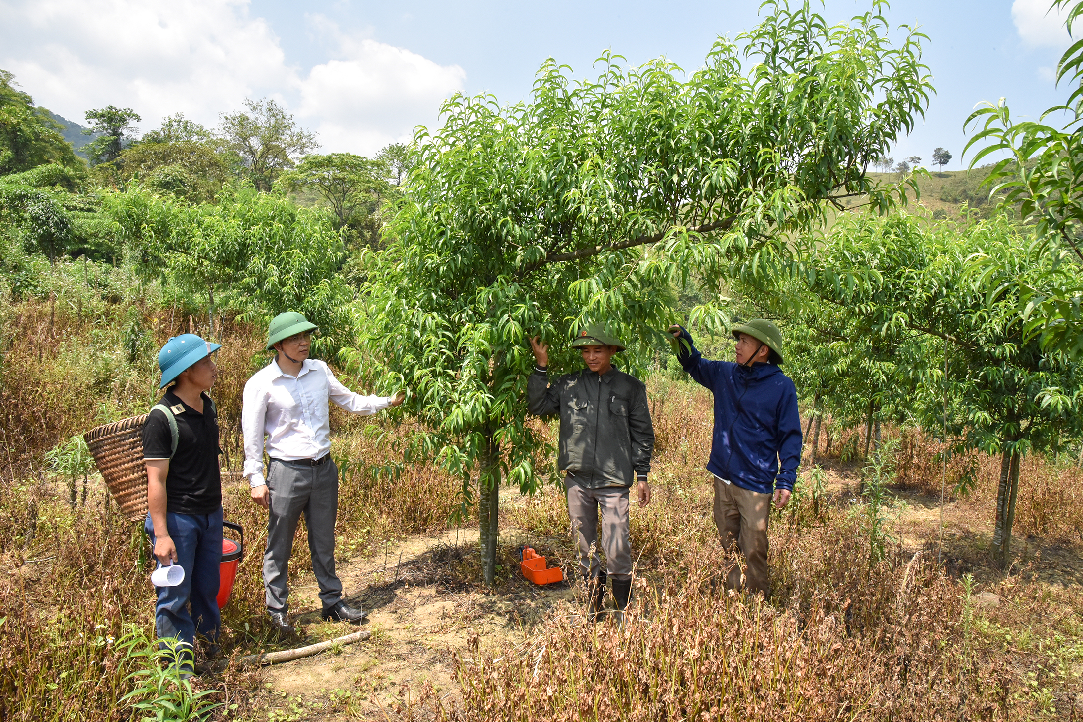 Bí thư Đảng ủy xã Na Ngoi Nguyễn Anh Tuấn (thứ 2, trái sang) thăm mô hình trồng đào huyền của Lầu Bá Hạ.