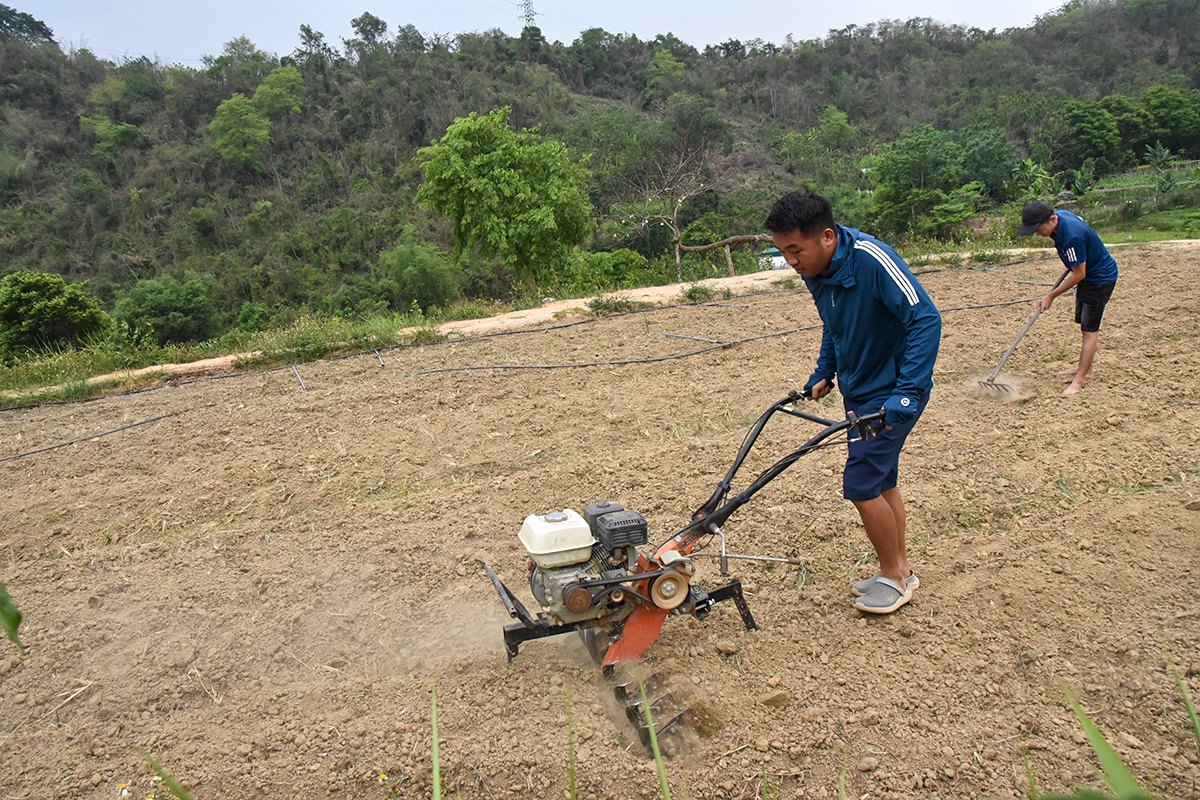 Vi May Môn trực tiếp trồng trọt, sản xuất tại khu vực xây dựng điểm du lịch sinh thái Pu Nghiêng.