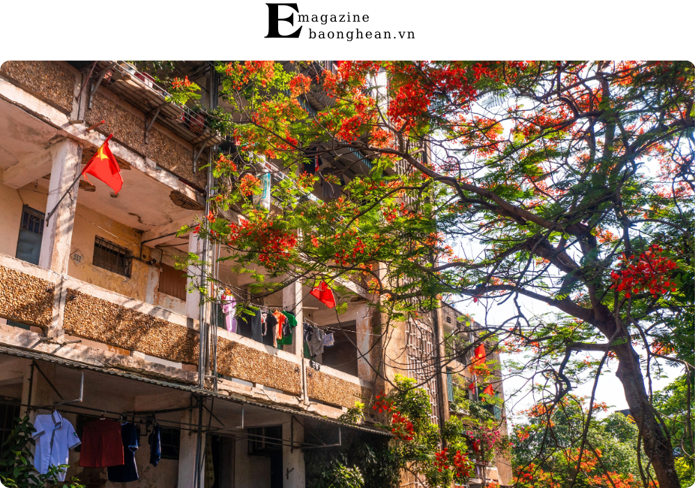 Hoa phượng nở đỏ rực nơi các toà nhà chung cư cũ thành phố Vinh. Ảnh: Nguyễn Đạo